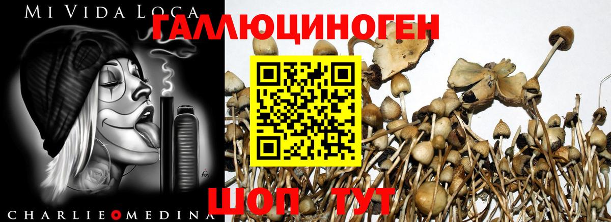Псилоцибиновые грибы Psilocybe Краснознаменск